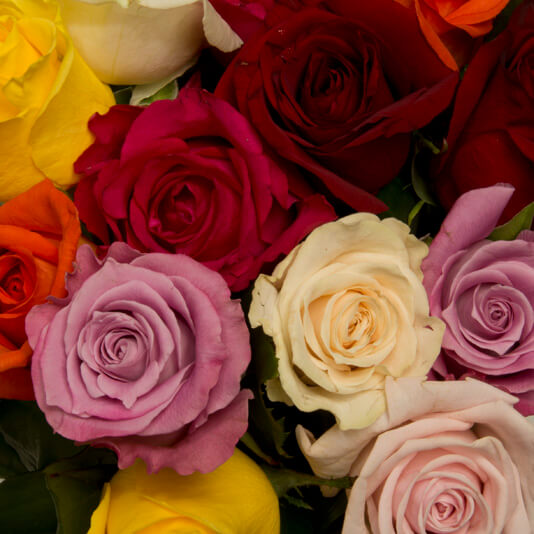 Mixed Coloured Roses