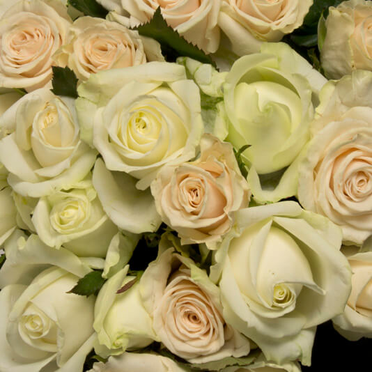 White/Cream Roses